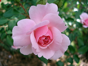 Close-up of a delicate pink rose in full bloom