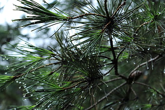 Close-up of pine needles with raindrops in a forest