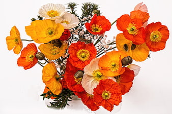 Vibrant Orange and Red Poppy Bouquet in White Vase