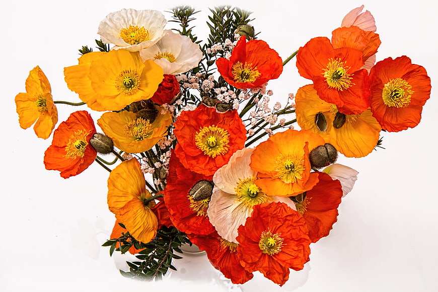Vibrant Orange and Red Poppy Bouquet in White Vase