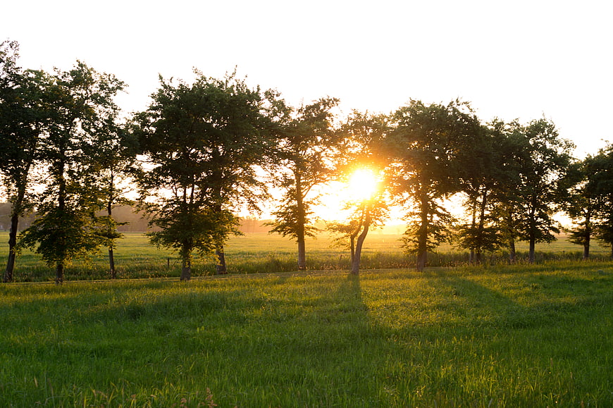 Golden sunset shining through trees in a green meadow
