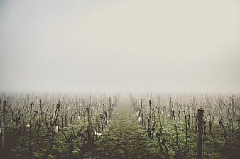 Foggy Vineyard Rows in Winter Landscape