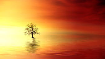 Silhouette of a lone tree in water at sunset