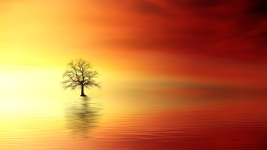 Silhouette of a lone tree in water at sunset