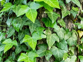 Green Ivy Leaves Climbing on Rough Tree Bark