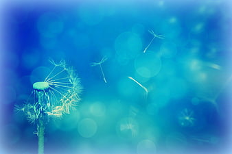 Blue Dandelion Seeds Flying in Windy Bokeh Background