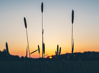 Silhouette of tall grass against a golden sunset sky