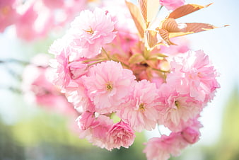 Close-up of Pink Cherry Blossoms in Spring Sunlight