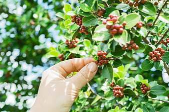 Hand touching red berries on a green leafy branch
