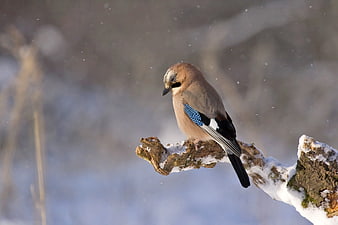 Eurasian Jay perched on snowy branch in winter