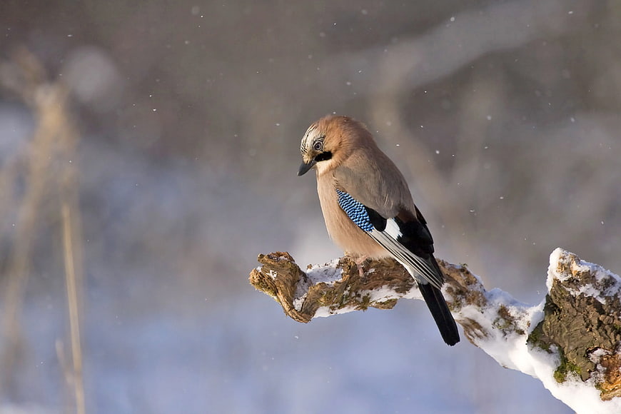 Eurasian Jay perched on snowy branch in winter
