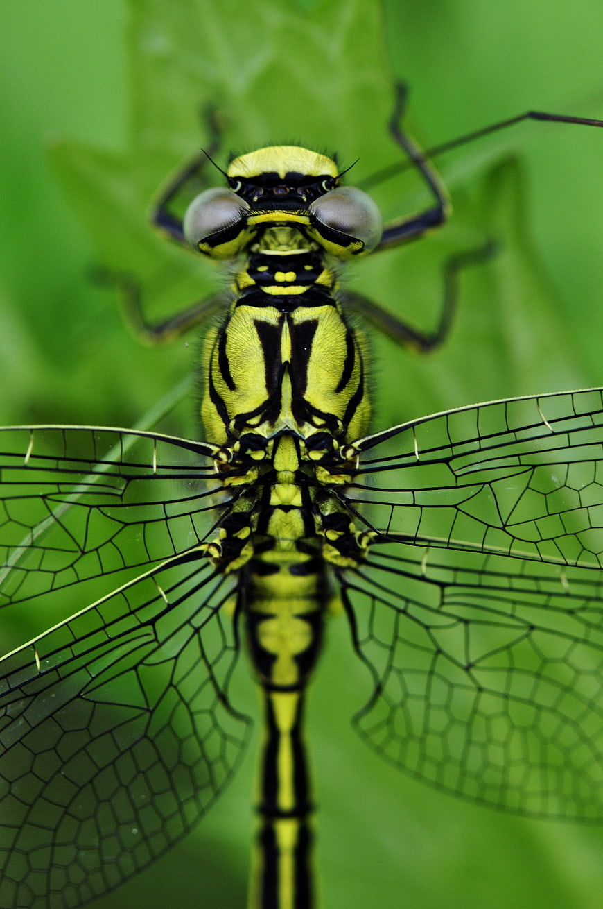 Macro Close-Up of Yellow and Black Dragonfly on Green Leaf