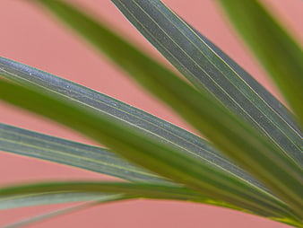 Close-up of green palm leaves on a soft pink background