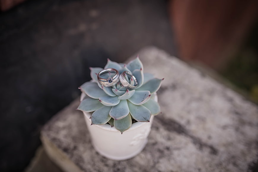 Wedding rings on a succulent plant in a white pot