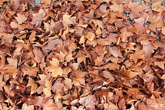 Top View of Dry Brown Autumn Leaves on Ground