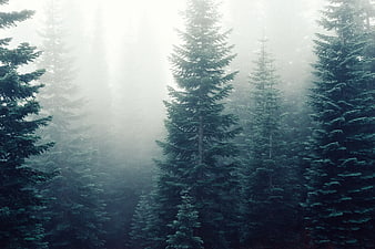 Misty Pine Forest with Ethereal Sunbeams