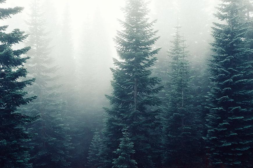 Misty Pine Forest with Ethereal Sunbeams