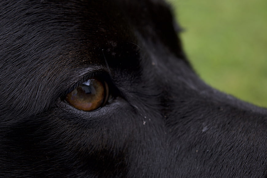 Close-up of a black dog's brown eye with green background