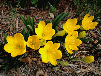 Vibrant Yellow Autumn Crocus Flowers in Garden Soil