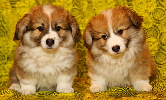 Two adorable Pembroke Welsh Corgi puppies on yellow patterned background