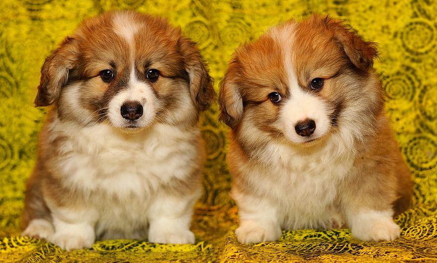 Two adorable Pembroke Welsh Corgi puppies on yellow patterned background