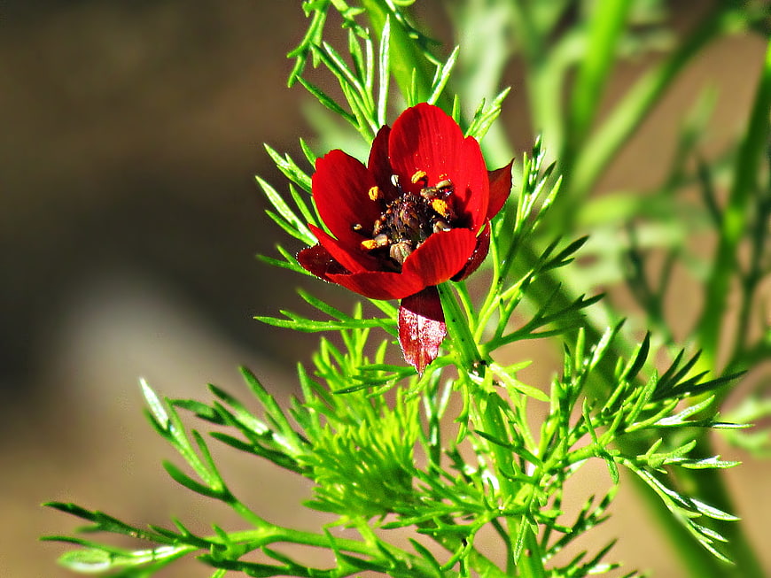 Close-up of a vibrant red Nigella flower with green foliage
