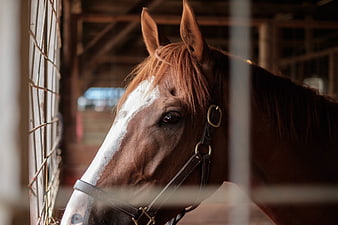 Close-up of brown horse with white blaze in stable