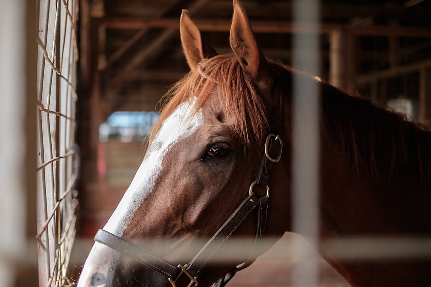 Close-up of brown horse with white blaze in stable