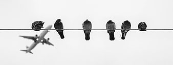 Pigeons on Wire with Airplane in Background