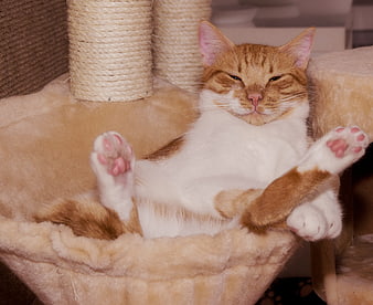Relaxed Orange Tabby Cat Lying On Cat Tree