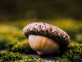 Close-up of a single acorn resting on green moss