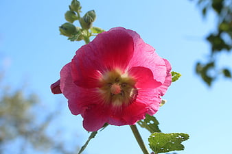 Vibrant pink hollyhock flower against clear blue sky
