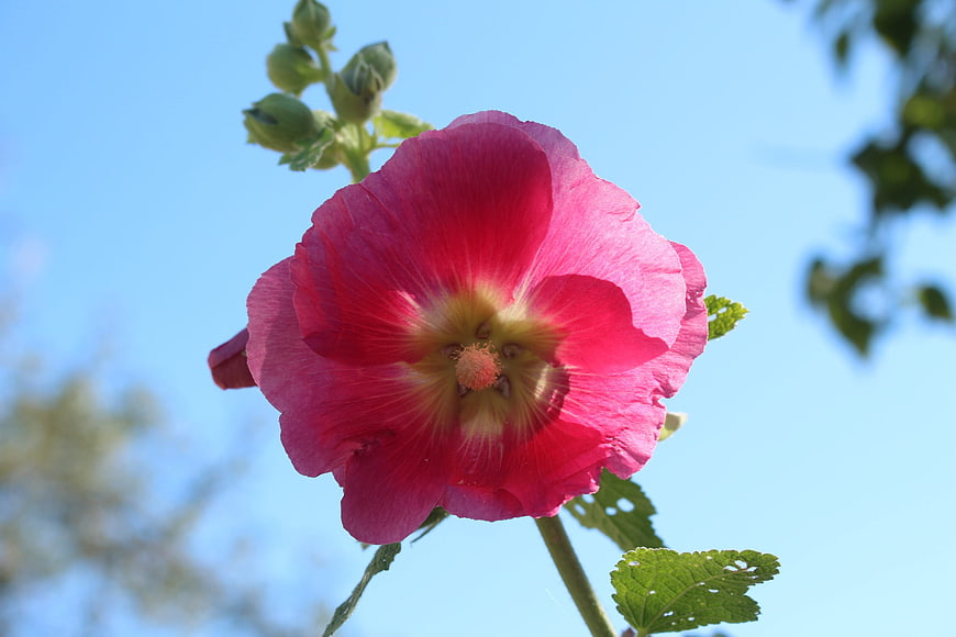Vibrant pink hollyhock flower against clear blue sky