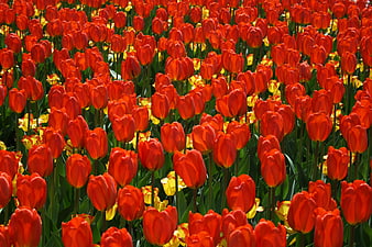 Vibrant Red and Yellow Tulip Field in Full Bloom