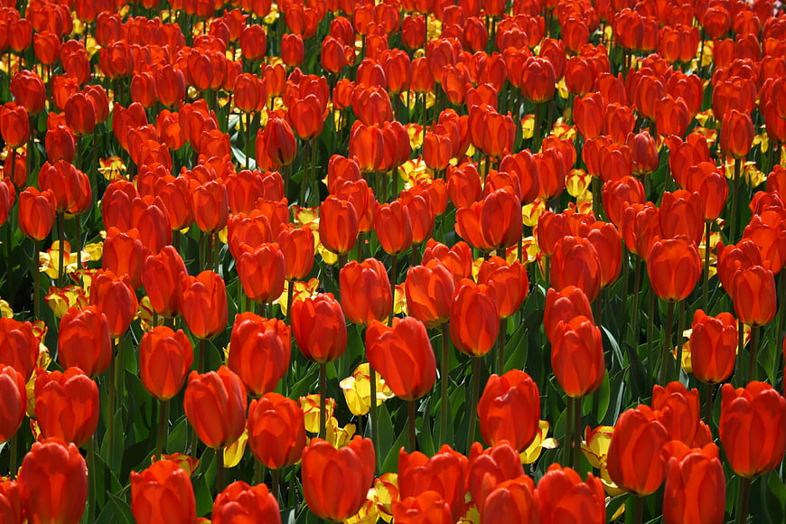 Vibrant Red and Yellow Tulip Field in Full Bloom