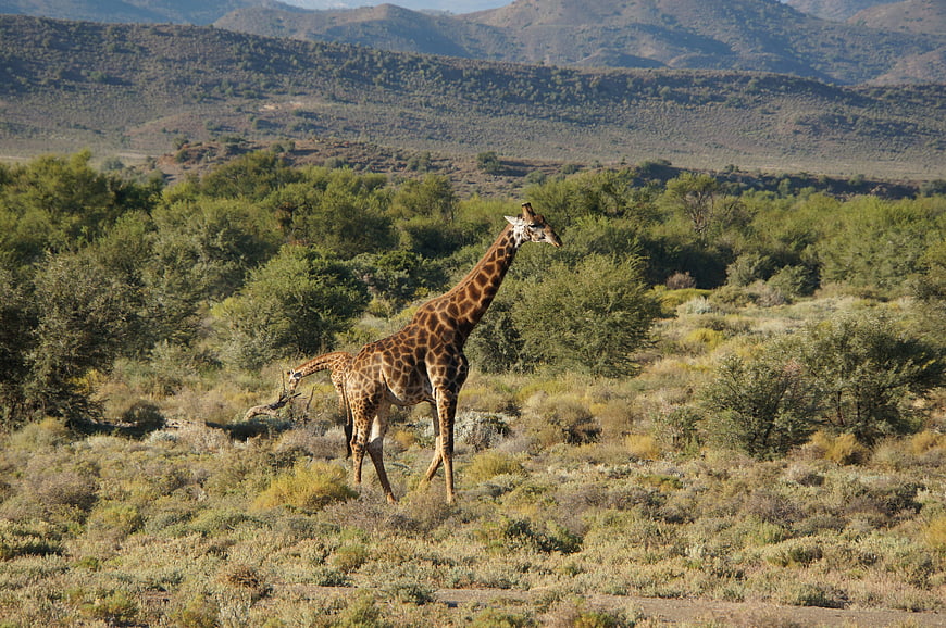 Giraffe walking in African savanna with mountains