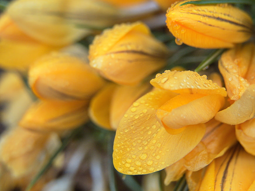 Close-up of yellow crocus flowers with water droplets