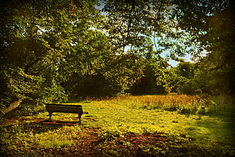 Empty wooden bench in a sunlit green park clearing