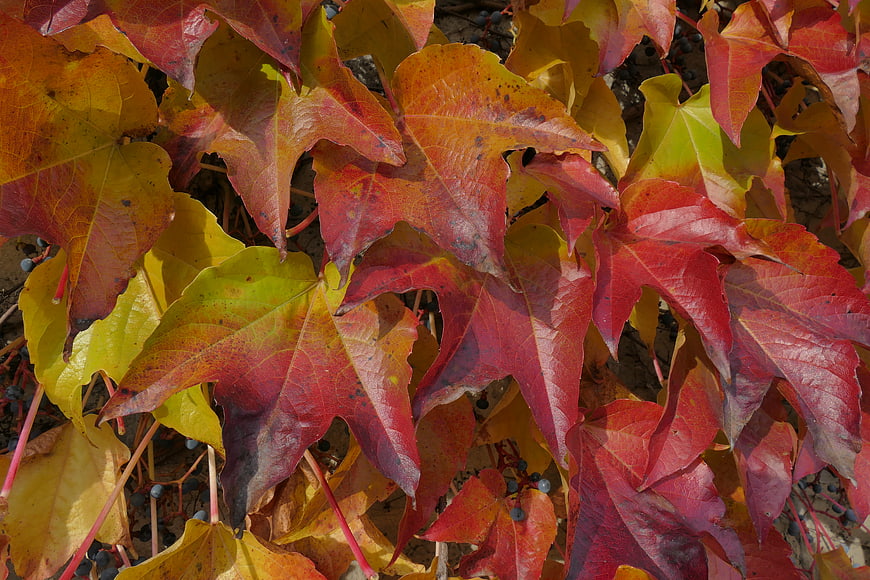 Vibrant autumn ivy leaves in red, orange, and yellow