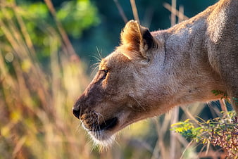 Close-up Profile of a Lioness in Golden Light