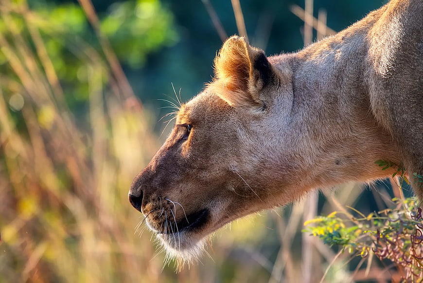 Close-up Profile of a Lioness in Golden Light