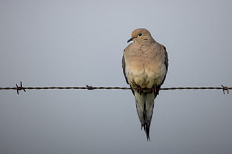 Mourning Dove Perched on Barbed Wire Against Gray Sky