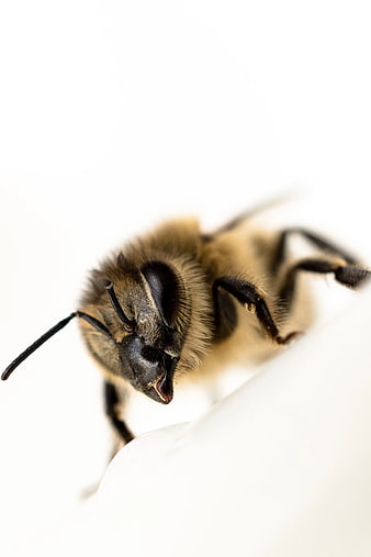 Macro Close-up of Honey Bee on White Background