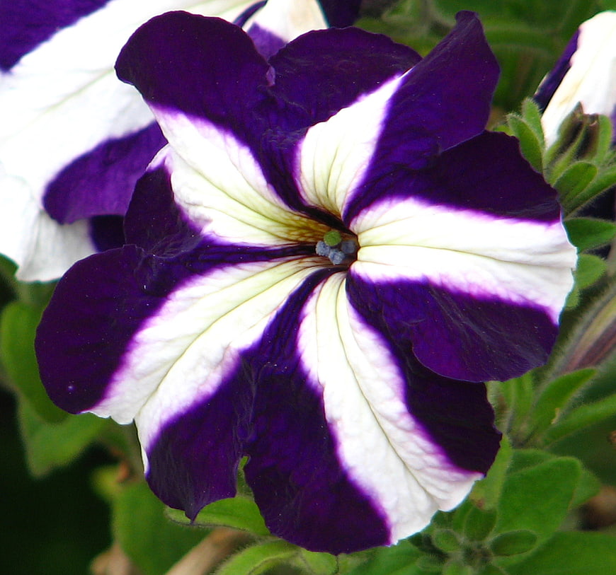 Close-up of purple and white pinwheel petunia flower