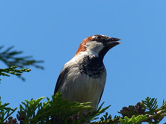 Male House Sparrow Perched on Green Branch Against Blue Sky