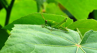 Green Grasshopper on Leaf Close Up Nature Macro