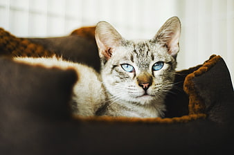 Cute Tabby Cat with Blue Eyes Resting in Bed