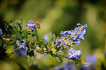 Honeybee Pollinating Blue Ceanothus Flowers in Sunlight