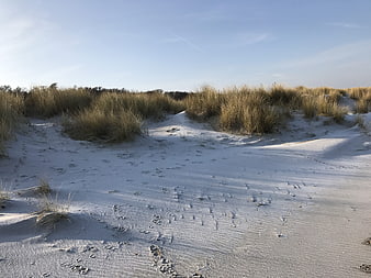Sandy dunes with tall grass and footprints under blue sky