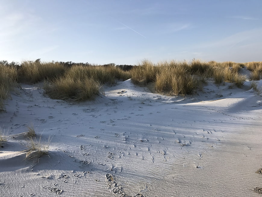 Sandy dunes with tall grass and footprints under blue sky